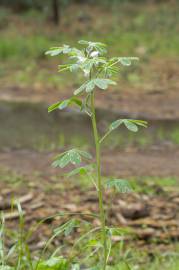 Fotografia da espécie Lupinus albus