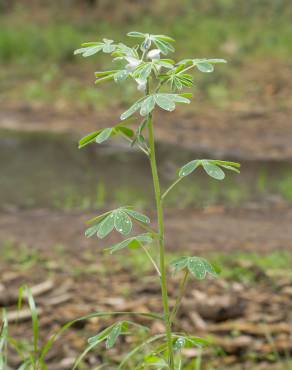 Fotografia 5 da espécie Lupinus albus no Jardim Botânico UTAD