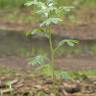 Fotografia 5 da espécie Lupinus albus do Jardim Botânico UTAD