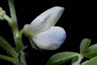 Fotografia da espécie Lupinus albus