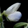 Fotografia 6 da espécie Lupinus albus do Jardim Botânico UTAD