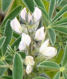 Fotografia da espécie Lupinus albus