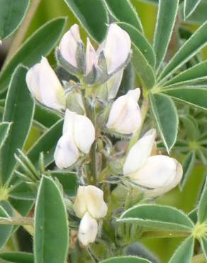 Fotografia 7 da espécie Lupinus albus no Jardim Botânico UTAD