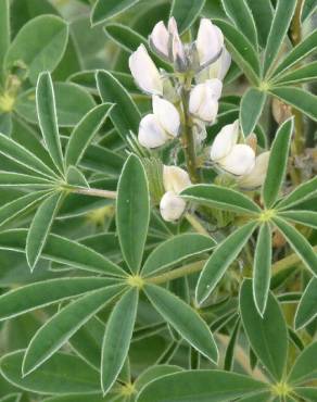 Fotografia 8 da espécie Lupinus albus no Jardim Botânico UTAD