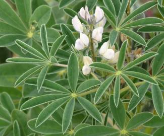 Fotografia da espécie Lupinus albus