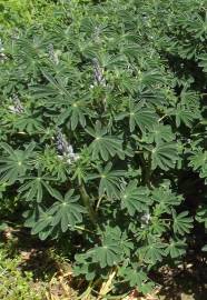 Fotografia da espécie Lupinus albus