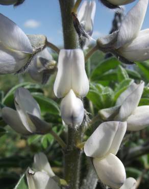 Fotografia 10 da espécie Lupinus albus no Jardim Botânico UTAD