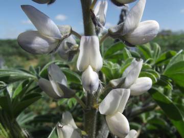 Fotografia da espécie Lupinus albus