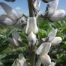 Fotografia 10 da espécie Lupinus albus do Jardim Botânico UTAD