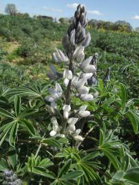 Fotografia da espécie Lupinus albus