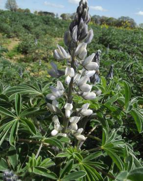 Fotografia 11 da espécie Lupinus albus no Jardim Botânico UTAD