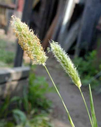 Fotografia de capa Alopecurus brachystachyus - do Jardim Botânico