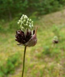 Fotografia da espécie Allium oleraceum