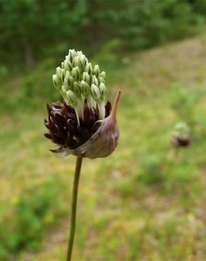 Fotografia 9 da espécie Allium oleraceum no Jardim Botânico UTAD