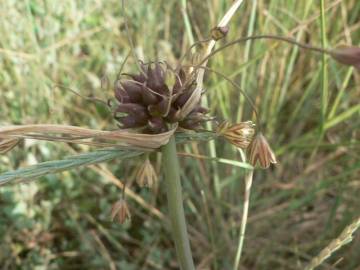 Fotografia da espécie Allium oleraceum