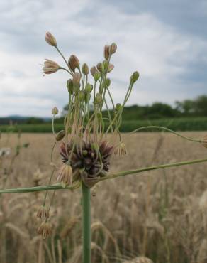 Fotografia 11 da espécie Allium oleraceum no Jardim Botânico UTAD