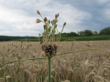 Fotografia da espécie Allium oleraceum