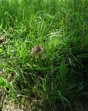 Fotografia 12 da espécie Allium oleraceum no Jardim Botânico UTAD