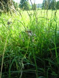 Fotografia da espécie Allium oleraceum