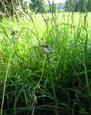 Fotografia 13 da espécie Allium oleraceum no Jardim Botânico UTAD