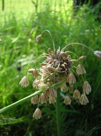 Fotografia da espécie Allium oleraceum