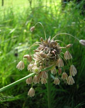 Fotografia 14 da espécie Allium oleraceum no Jardim Botânico UTAD