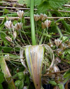 Fotografia 15 da espécie Allium oleraceum no Jardim Botânico UTAD