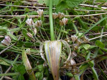 Fotografia da espécie Allium oleraceum