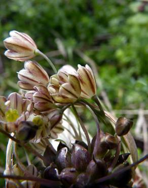 Fotografia 16 da espécie Allium oleraceum no Jardim Botânico UTAD
