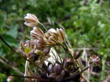 Fotografia da espécie Allium oleraceum