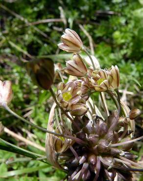 Fotografia 17 da espécie Allium oleraceum no Jardim Botânico UTAD