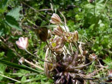 Fotografia da espécie Allium oleraceum