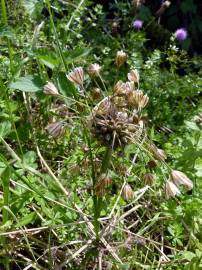 Fotografia da espécie Allium oleraceum