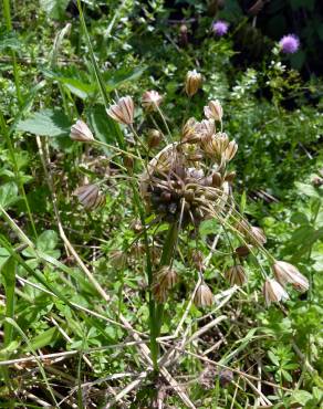 Fotografia 18 da espécie Allium oleraceum no Jardim Botânico UTAD