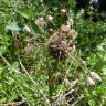 Fotografia 18 da espécie Allium oleraceum do Jardim Botânico UTAD