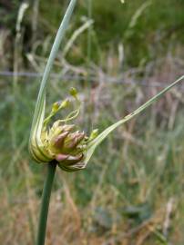 Fotografia da espécie Allium oleraceum