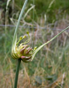 Fotografia 19 da espécie Allium oleraceum no Jardim Botânico UTAD