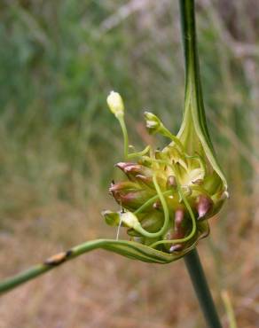 Fotografia 20 da espécie Allium oleraceum no Jardim Botânico UTAD