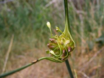 Fotografia da espécie Allium oleraceum