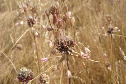 Fotografia da espécie Allium oleraceum