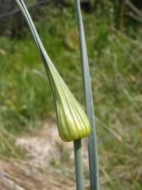 Fotografia da espécie Allium oleraceum