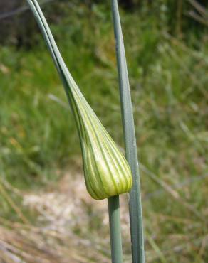 Fotografia 22 da espécie Allium oleraceum no Jardim Botânico UTAD