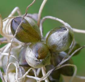 Fotografia da espécie Allium oleraceum