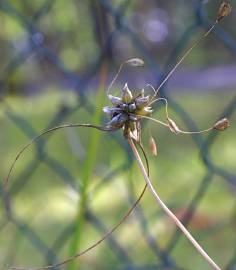 Fotografia da espécie Allium oleraceum