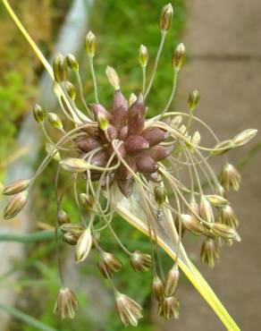 Fotografia 25 da espécie Allium oleraceum no Jardim Botânico UTAD