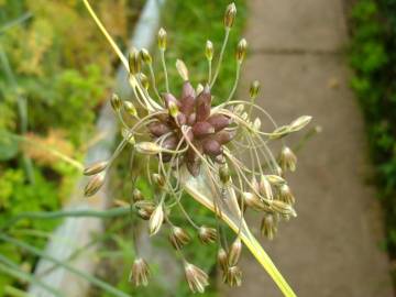 Fotografia da espécie Allium oleraceum