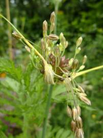 Fotografia da espécie Allium oleraceum