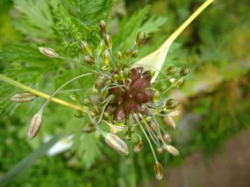 Fotografia da espécie Allium oleraceum