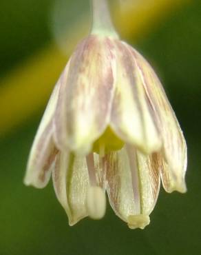 Fotografia 28 da espécie Allium oleraceum no Jardim Botânico UTAD