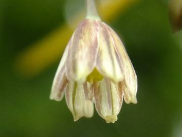 Fotografia da espécie Allium oleraceum